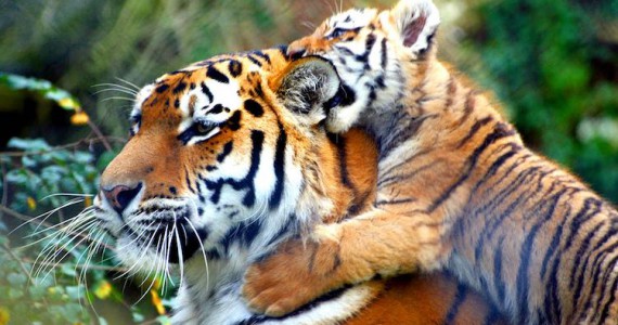 Популяции тигров увеличились
