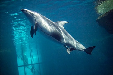 Рождение дельфина