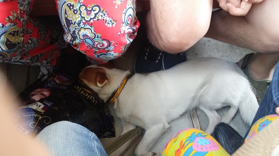 собака лежит в поезде